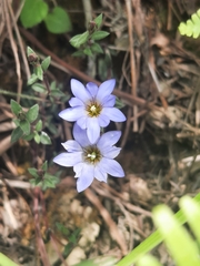 Gentiana loureiroi