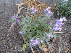 Matthiola tricuspidata