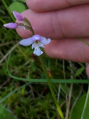 Galearis rotundifolia