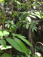 Pleioceras barteri