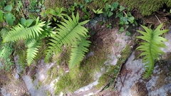 Polypodiodes amoena