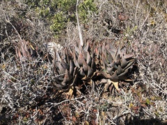Aloe distans