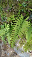Polypodiodes amoena