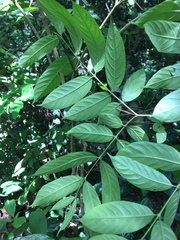 Pleioceras barteri