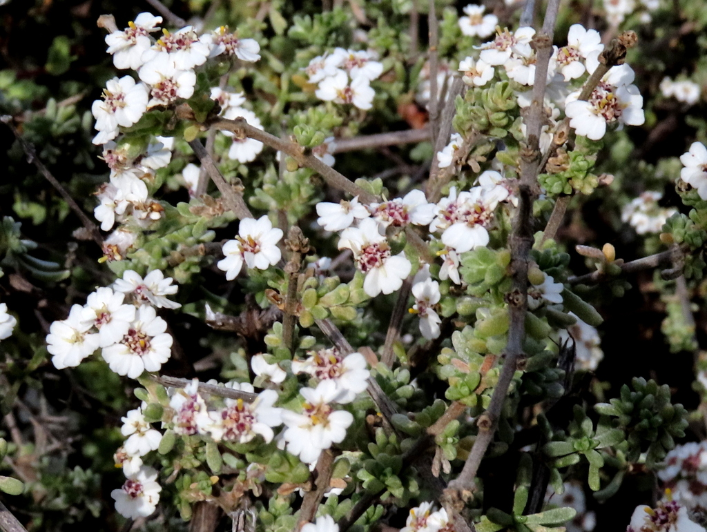 Cape Snow Bush from Cape Point, Cape Town, South Africa on May 02, 2022 ...