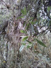 Baccharis