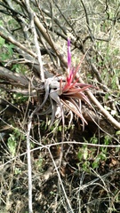 Tillandsia circinnatioides