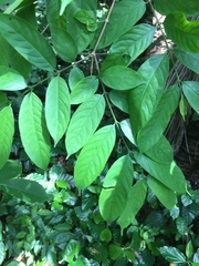 Pleioceras barteri