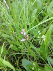 Galearis rotundifolia