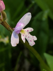 Galearis rotundifolia