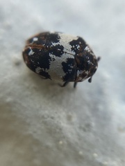 Anthrenus pimpinellae