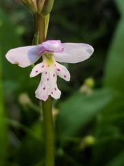 Galearis rotundifolia