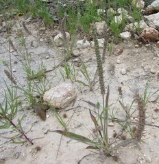 Plantago aristata