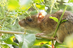 Rattus tanezumi