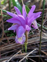 Arethusa bulbosa