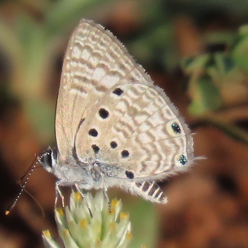 Leaden Hairtail