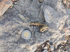 Bassariscus astutus