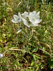 Ornithogalum arabicum
