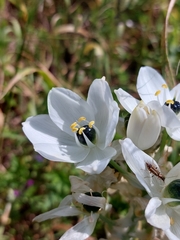 Ornithogalum arabicum