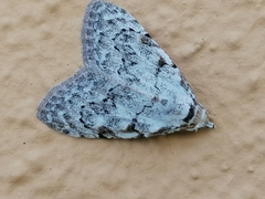 Nola confusalis