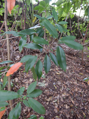 Photinia davidiana
