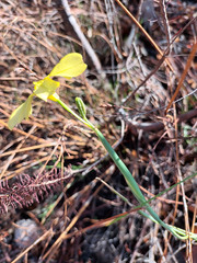 Moraea pyrophila