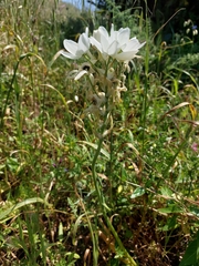 Ornithogalum arabicum