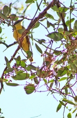 Pitangus sulphuratus