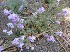 Matthiola tricuspidata