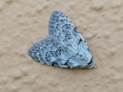 Nola confusalis