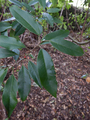 Photinia davidiana