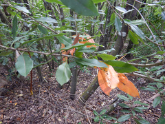 Photinia davidiana