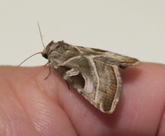 Eucarta virgo