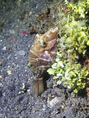 Canthigaster compressa