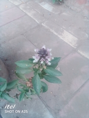 Ocimum basilicum