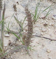 Plantago aristata