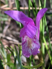 Arethusa bulbosa