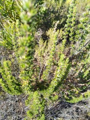 Anthosperminae