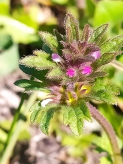 Lamium amplexicaule orientale