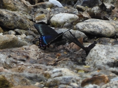 Papilio maackii