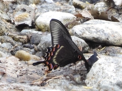 Papilio maackii