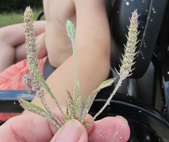 Plantago aristata