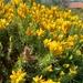 Ulex densus - Photo (c) Pedro Beja, some rights reserved (CC BY-NC), uploaded by Pedro Beja