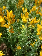Ulex densus