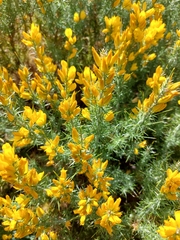 Ulex densus