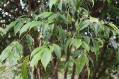 Camellia brevistyla