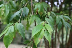 Camellia brevistyla