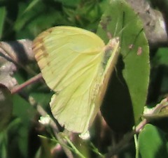Afrodryas leda