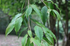 Camellia brevistyla