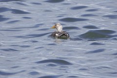 Tachyeres patachonicus